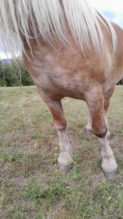 Vand 2 cai iapa blonda si armasar vanzare monta