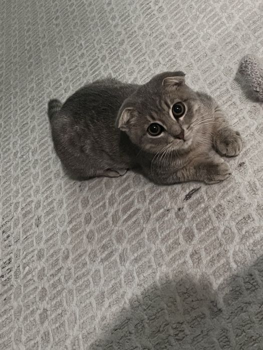 Продам !шотландский вислоухий котёнок (4 мес.)