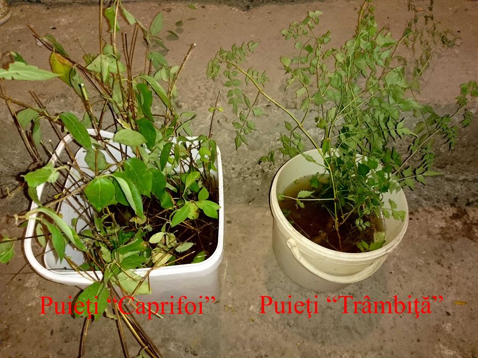 Planta-Floare: Trambita, Luleaua turcului, Trompeta turcului