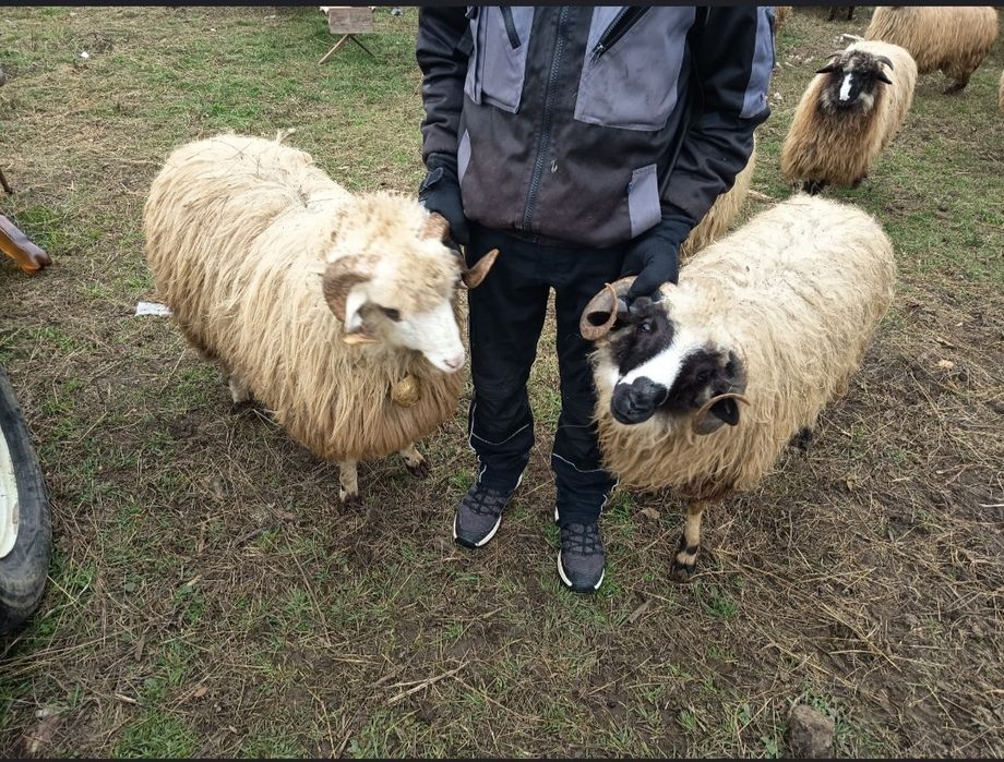 Vând cârlan frumoși