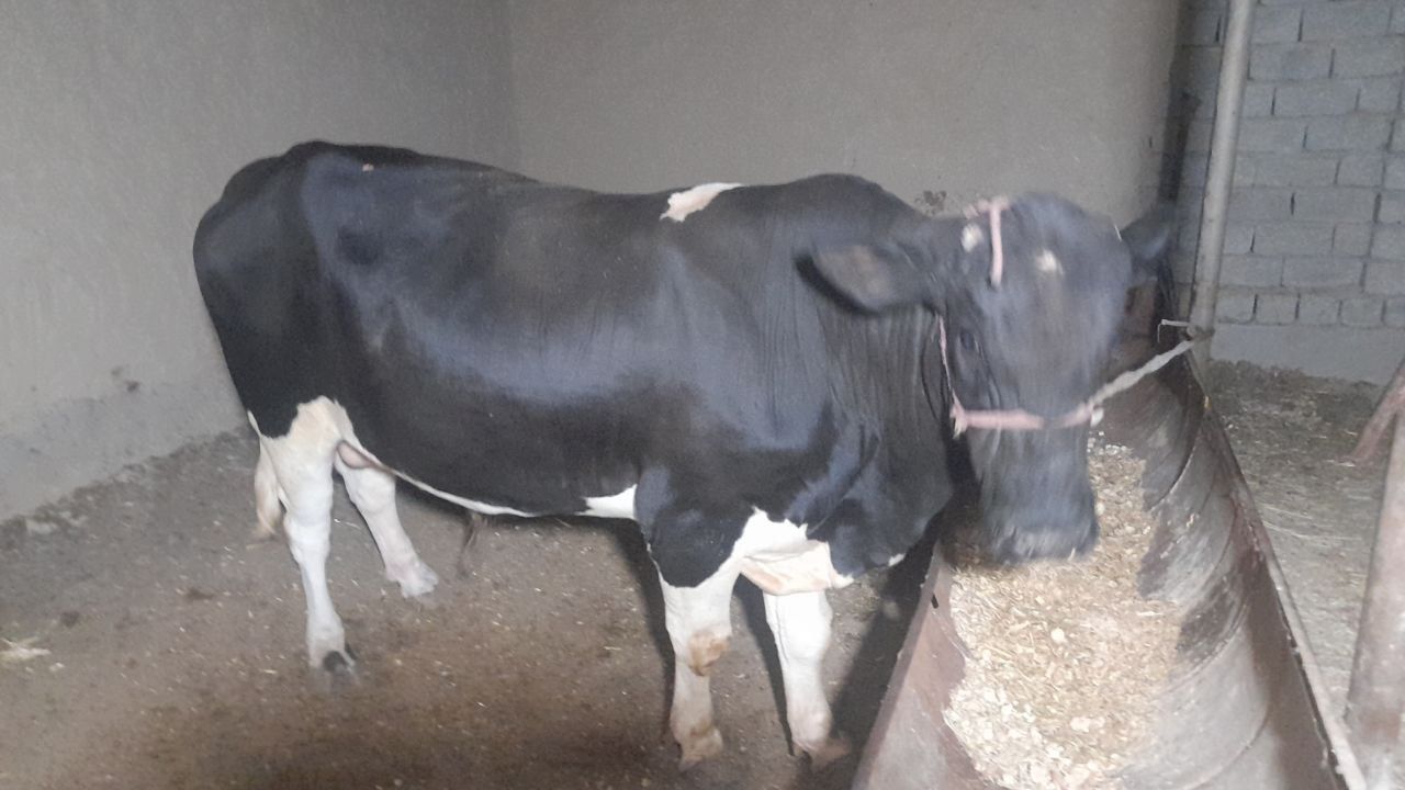 Sotiladi buqa yeb ichishi yaxshi