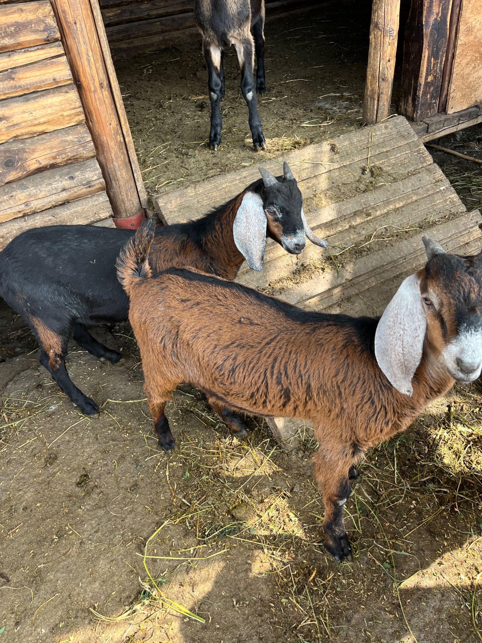 2 țapi francezi alpini (iezi aproximativ 20 kg)