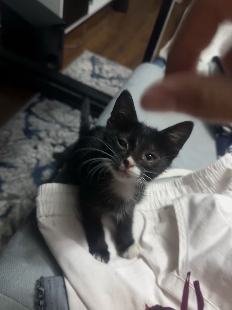 Котенок черно-белый