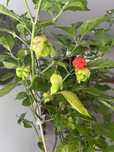 Семена от Каролира Рийпър / Carolina reaper seeds + още сортове