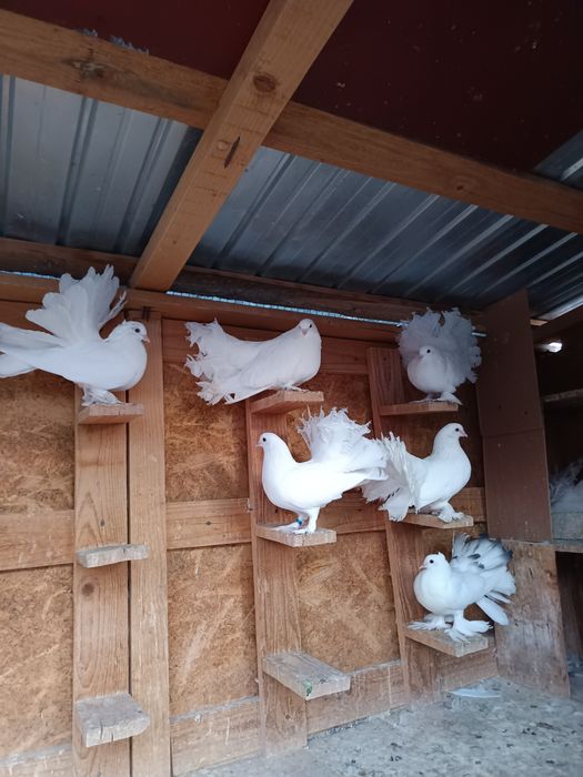 Porumbei de ornament  voltati