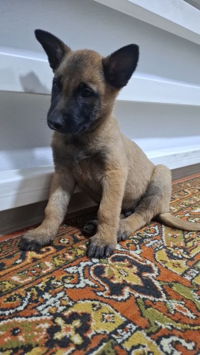 Щенки Бельгийской овчарки малинуа