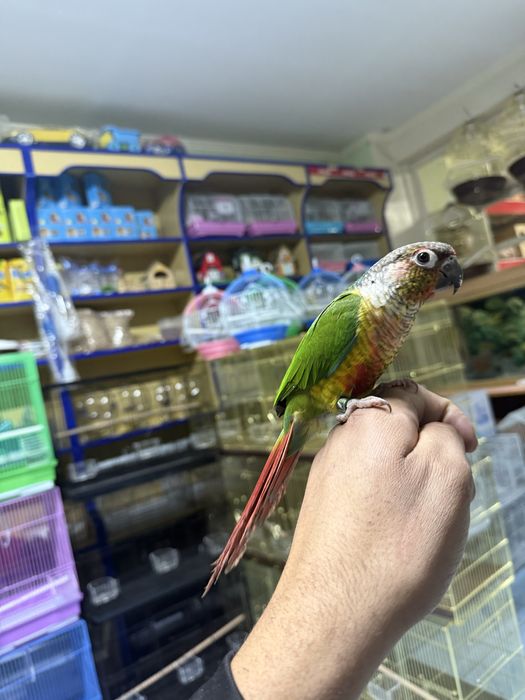 Продам Ручной попугай