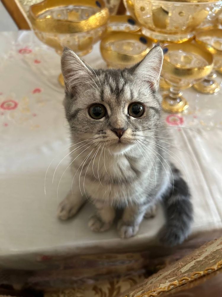 срочно сотилади 2та киз мушук скотиш страйт