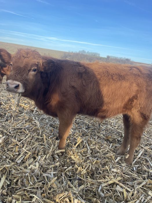 Vand vitel / tauraș