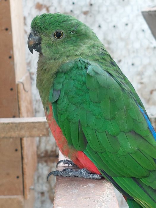 Papagali rege tineret