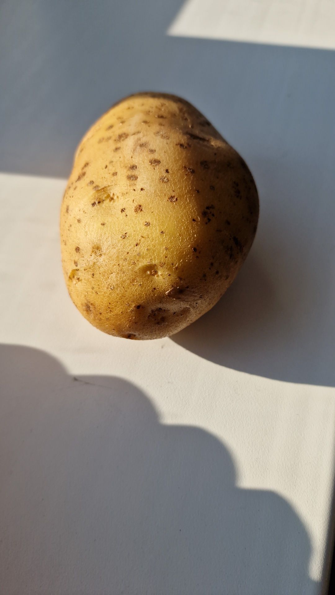 Картофель продам домашние