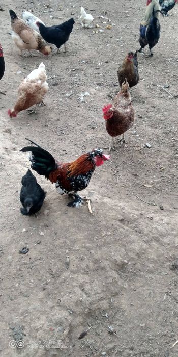 Декоративни Кокошки Пловдив