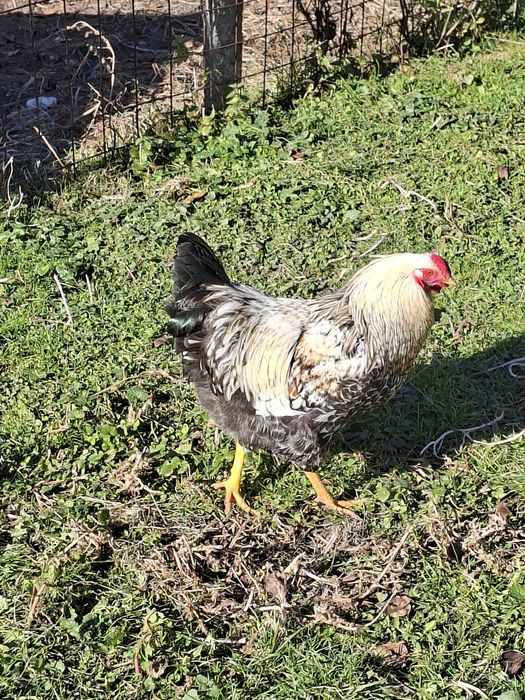 De vânzare 3 cocoși