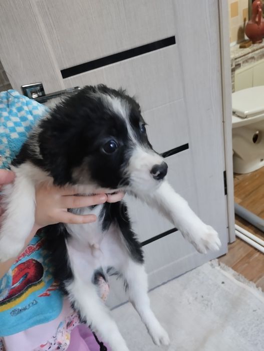 Отдам щенков все мальчики