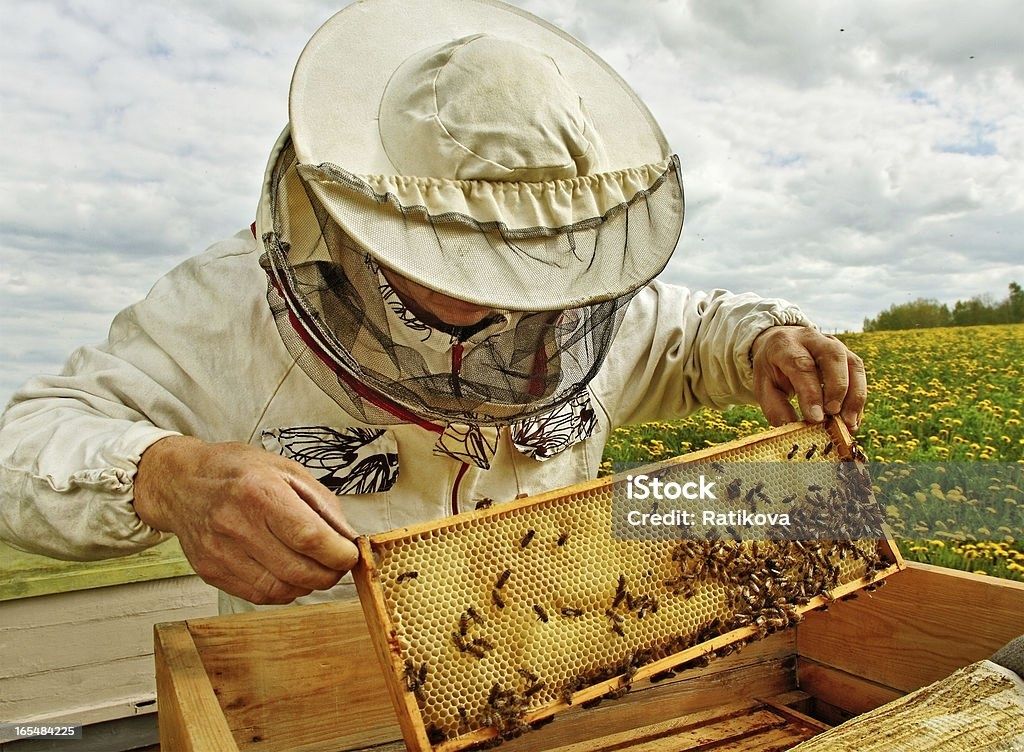 Готовый пчелиный бизнес