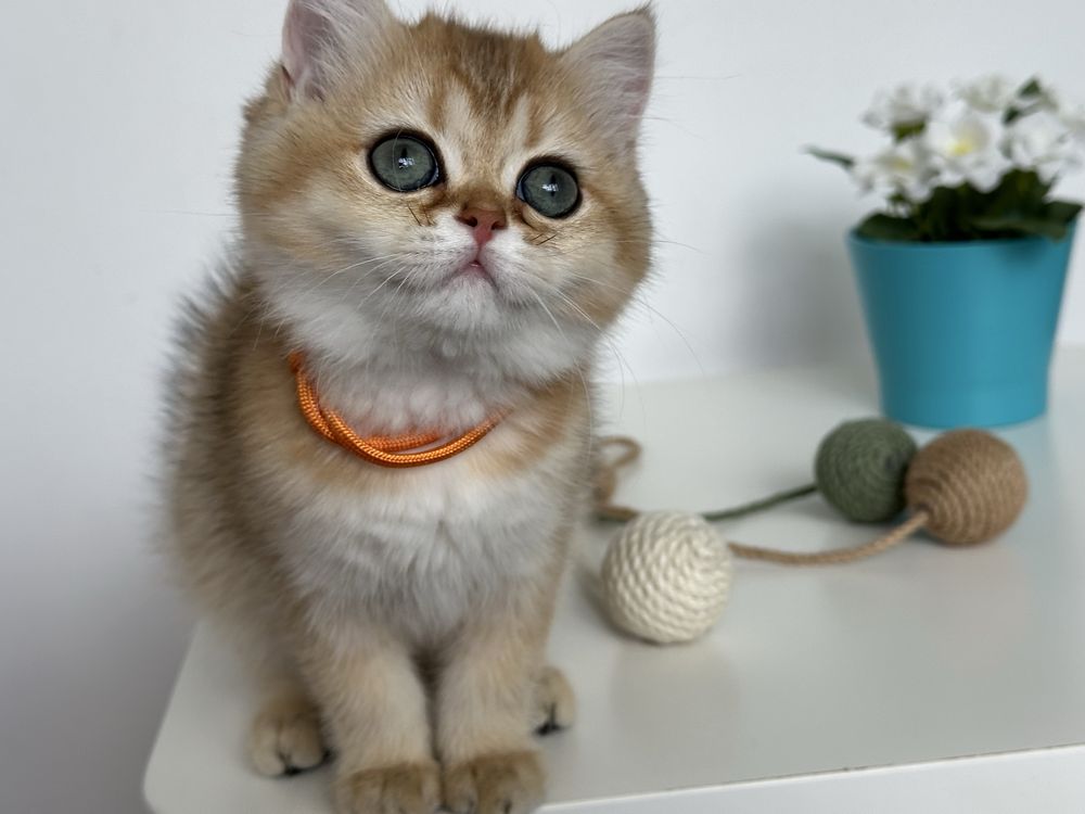 British shorthair GOLDEN fetita superba !! CERTIFICAT PEDIGREE