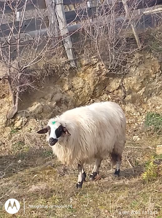 Vindem 11 bucăți ovine