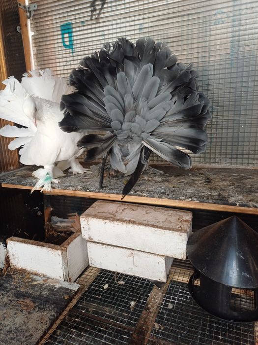 Vand porumbei voltati indieni