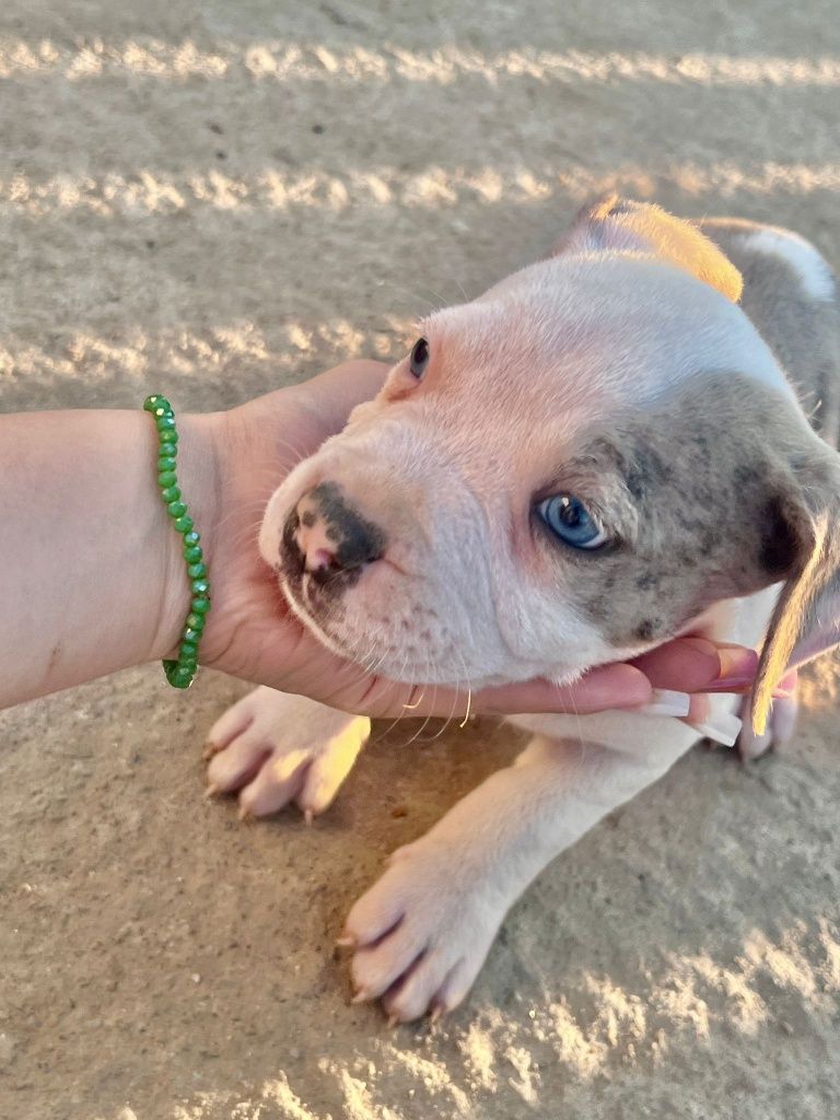 Pui American Bully