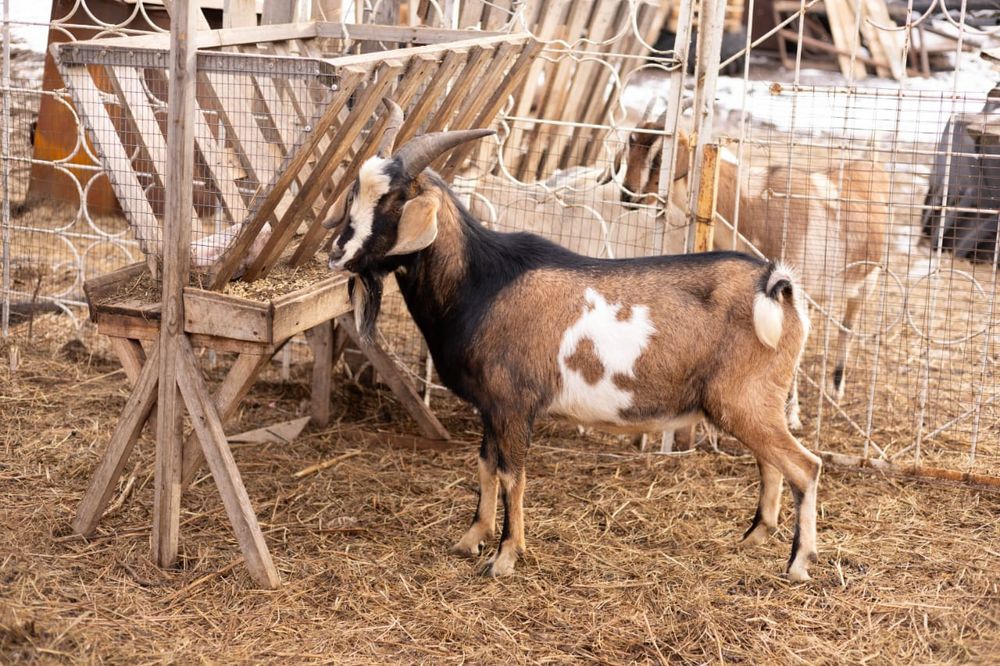 Срочно продам козла С.Соколовка