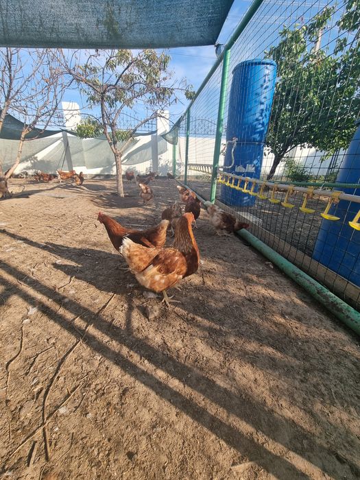 Ломан браун  Несутся (Несушки)