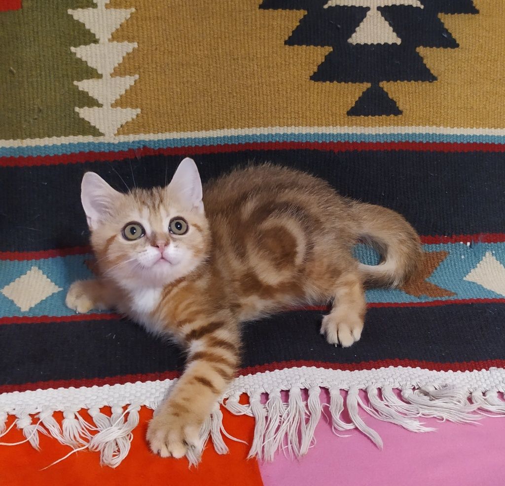 скотиш страйт мраморный мальчик