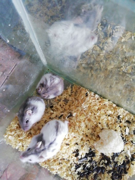 Hamsteri și alte rozatoare