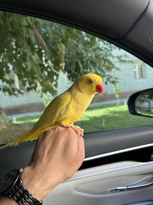 Продаю одереловый попугай