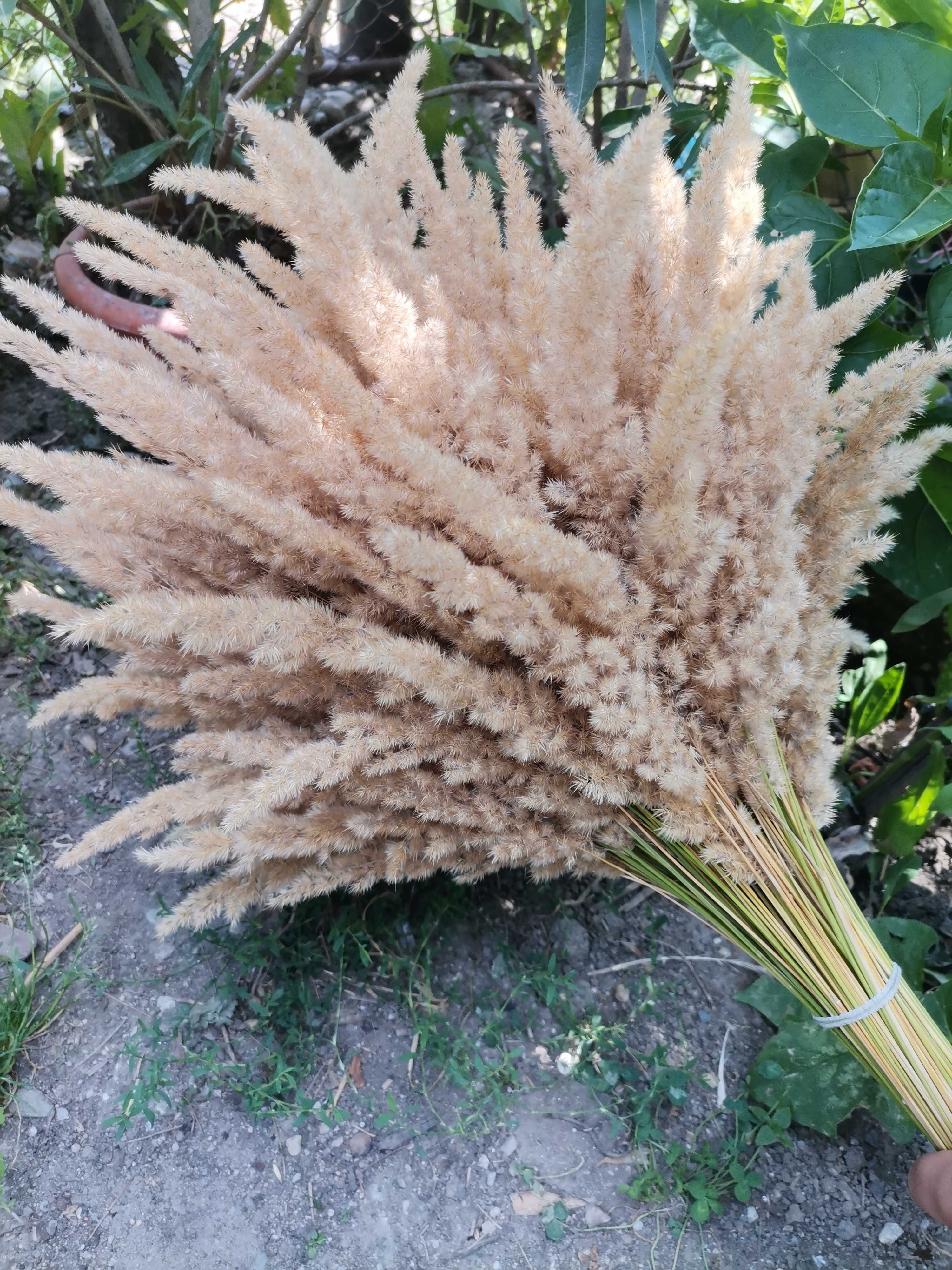 Iarba Pampas Natural