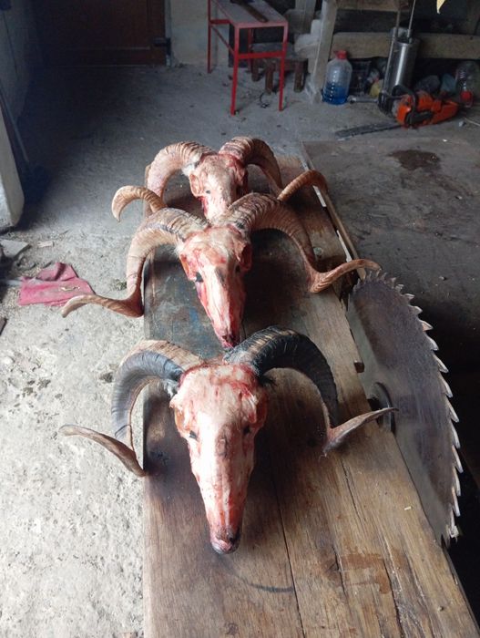 Vând trofeu de berbec