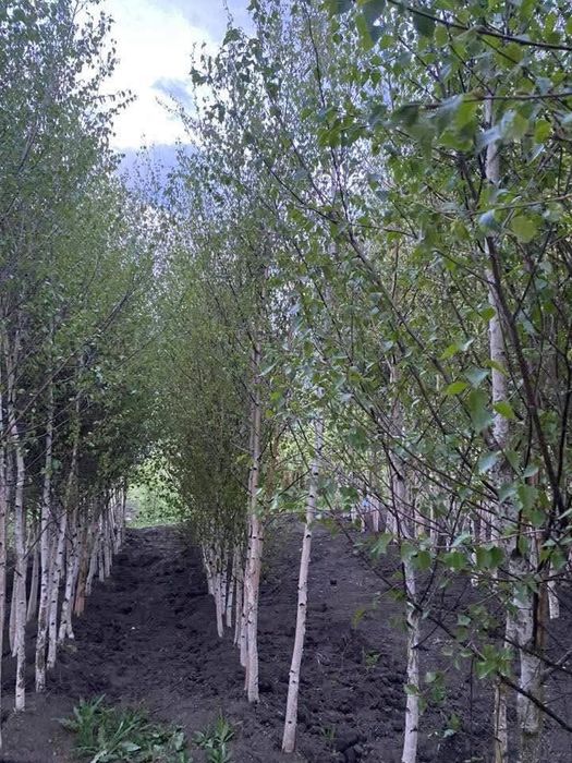 Tei / mesteacăn  / platan  /