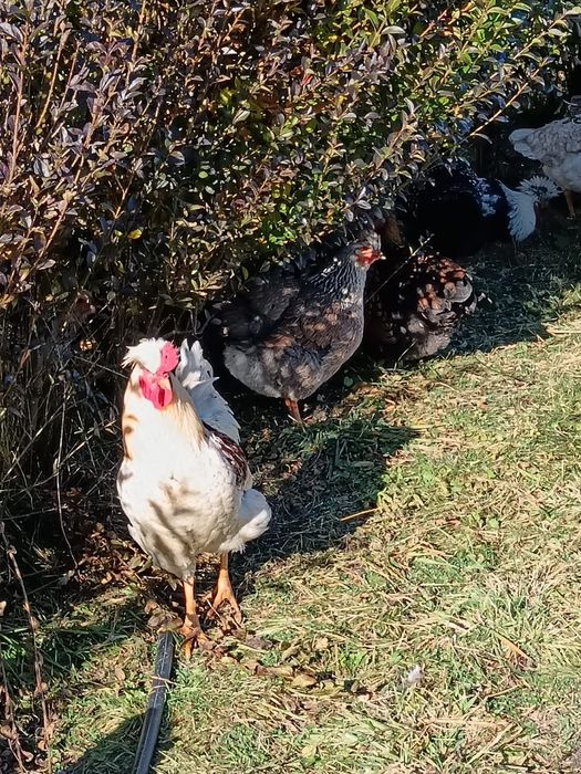 Vând cocoși diferite rase.