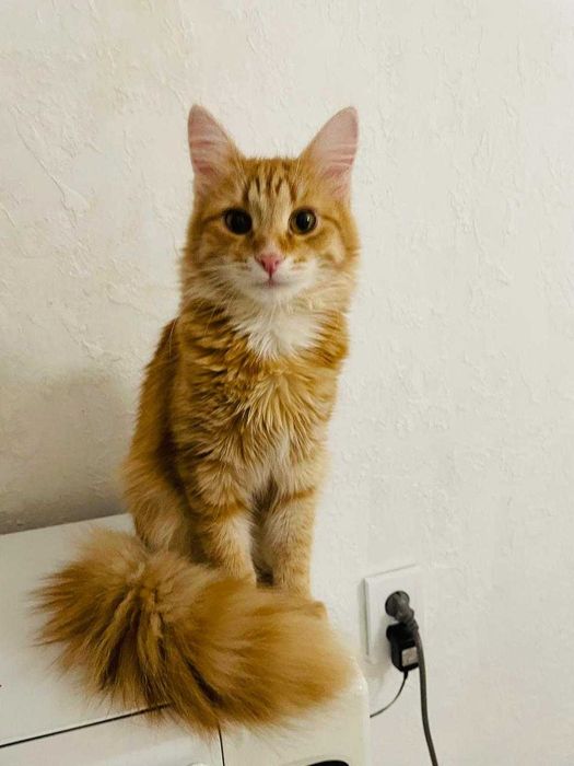 Рыжий мальчуган Соломон