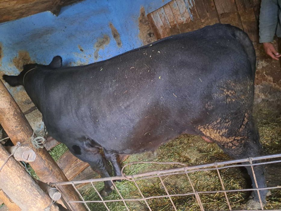 Vând taur Angus!