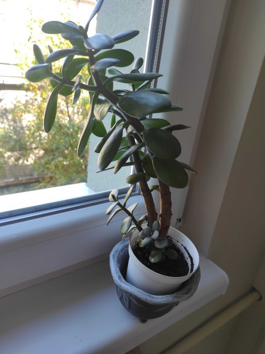 Красула, дървото на живота, различни по възраст красиви растения