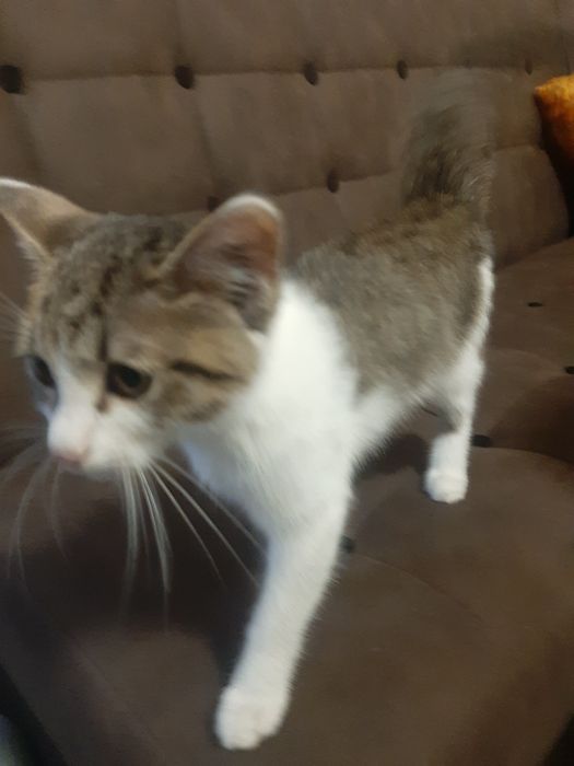 Mushukcha hadyaga beriladi