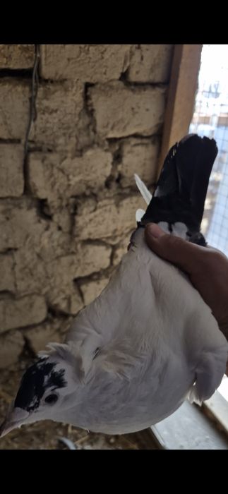 Кептер сатылады голуб