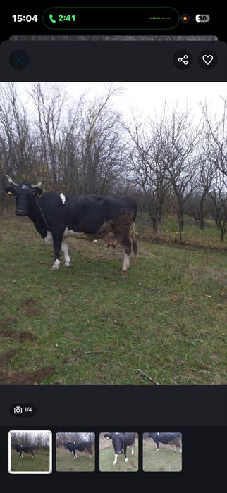 Vand vaca vaca de vanzare