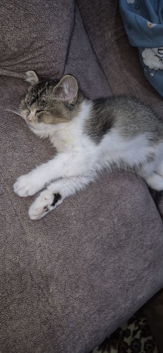 Кошка британка, продаётся