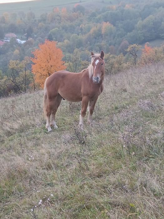 De vânzare pereche de mânji de un an jumate frați de tată