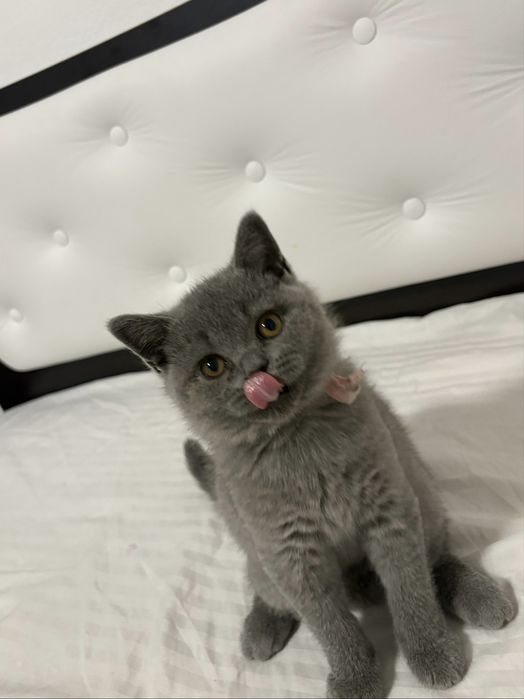 Fetita blue, cu pedigree