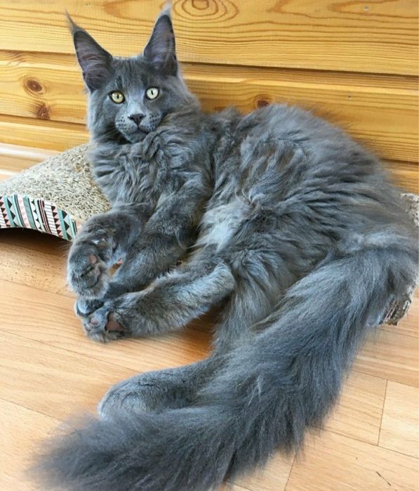Maine Coon blue mascul