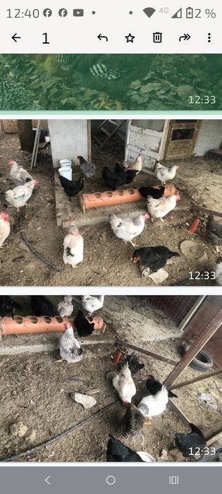 Vind găini, puicute și cocosi.Monaco,Ameraucane,Australorp etc,