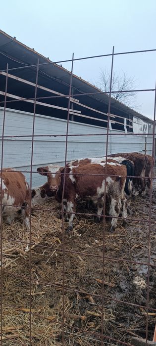 Vitei de vânzare,2 masculi și 11 femele.