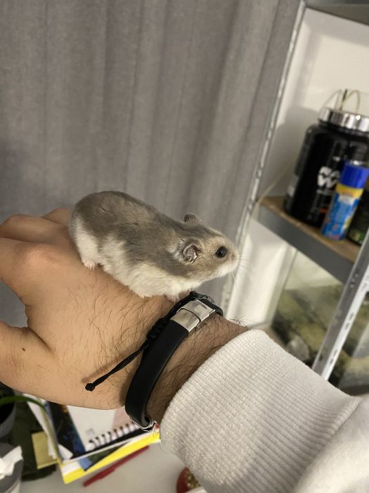 Cusca de hamsteri cu tot cu hamster