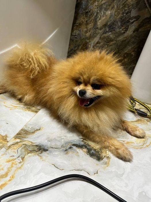 ШПИЦУЛИ красатули