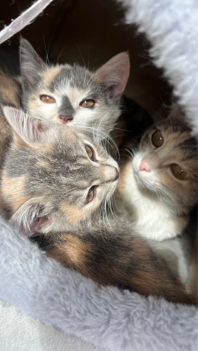 Продам котят за 2000