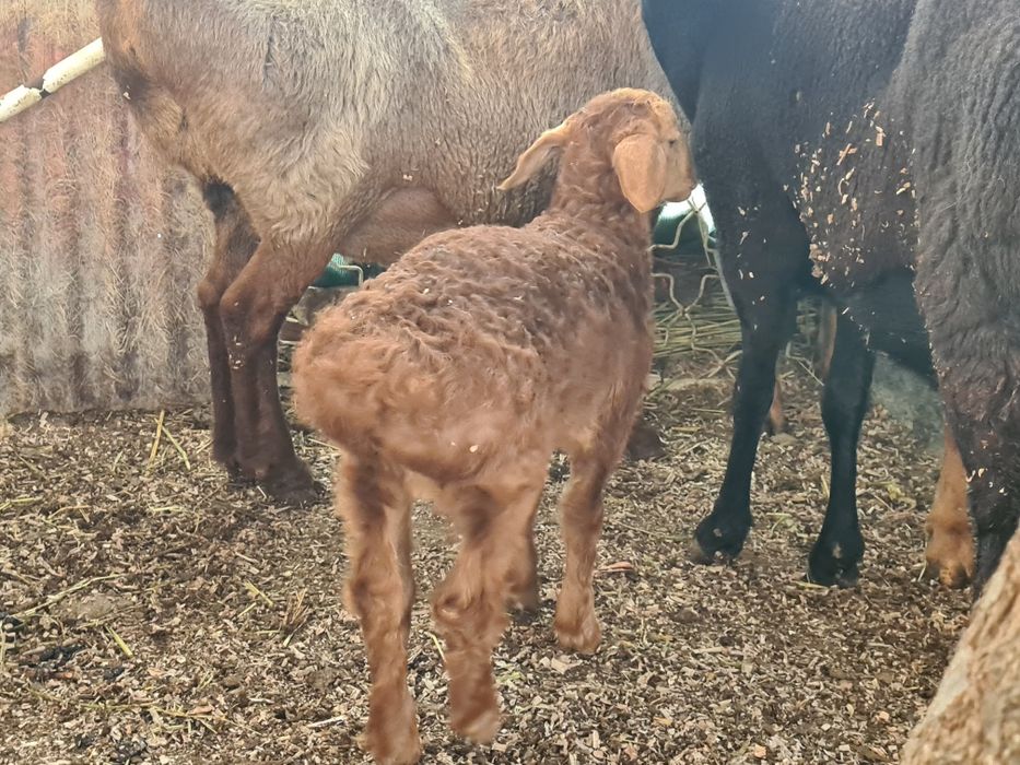 Ona bacha arashan tez sotiladi  bachaso tagalcha