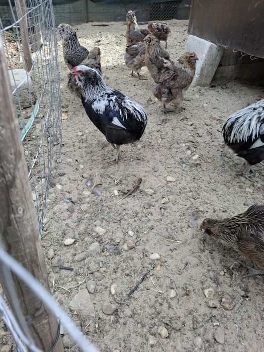 Araucana Silver,  Ouă pentru incubat
