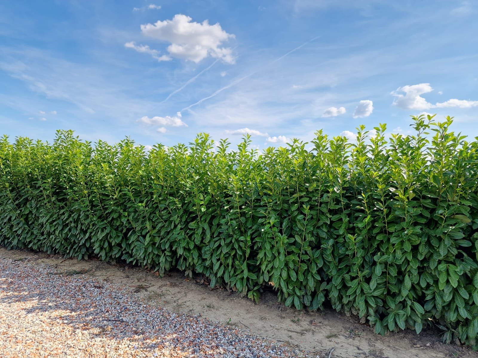 Prunus laurocerasus toate dimensiunile